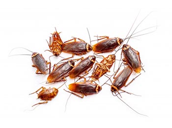 Cockroaches abu dhabi